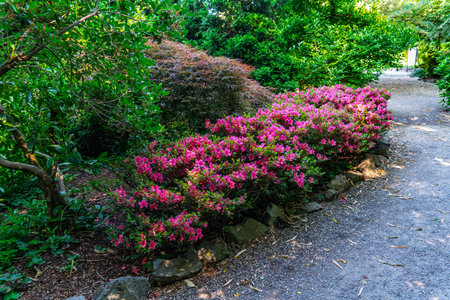 Pink flowers line the path at a garden in Seatac, Washington.の写真素材