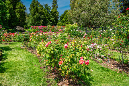 Large Rose garden at Point Definance Park in Tacoma, Washington.の写真素材