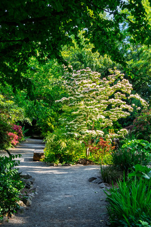 Flowers along a path at a garden in Seatac, Washington.の写真素材