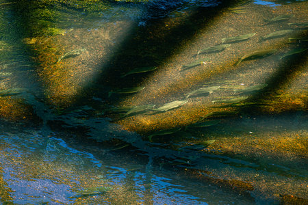 Salmon swim up the Green River in Kent, Washington.の写真素材