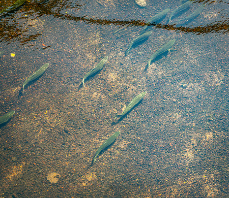 Salmon swim up the Green River in Kent, Washington.