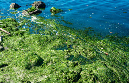 Thick shoreline seaweed at Dash Point State Park in Washington State.