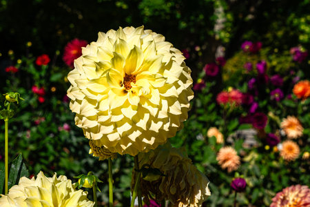 A close-up shot of a yellow Dahlia flower at Point Defiance Park in Tacoma, Washington.の写真素材