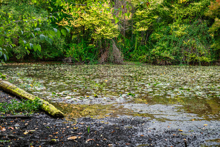 Lily pads cover the water of Duck Bay in Seattle, Washington.