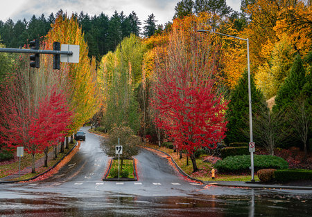 Colorful autumn trees along a street in Kent, Washington.の写真素材