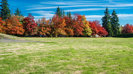 Autumn trees at a city park in Seatac, Washington.