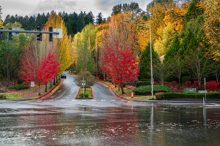 Colorful autumn trees lining a street in Kent, Washington.の写真素材