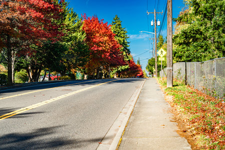 Autumn colors along a street in Burien, Washington.の写真素材