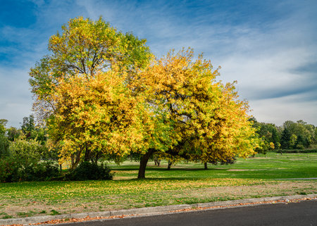 A tree with autumn colors at a city park near Lake Washington in Seattle, Washington.