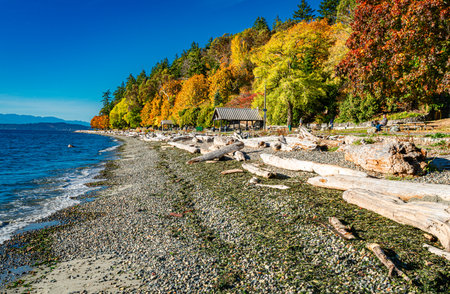 Autumn trees along a walkway on the shore at Lincoln Park in West Seattle, Washington.