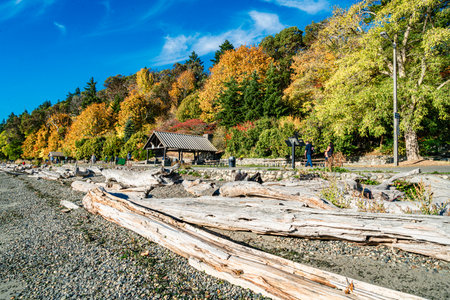 Autumn trees along a walkway on the shore at Lincoln Park in West Seattle, Washington.