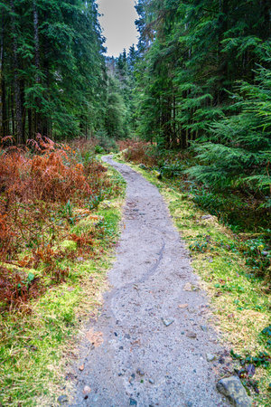 A view of Granite Creek Trail in Washington State.の写真素材