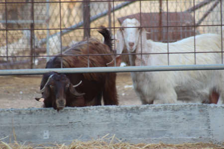 Goat farmの写真素材