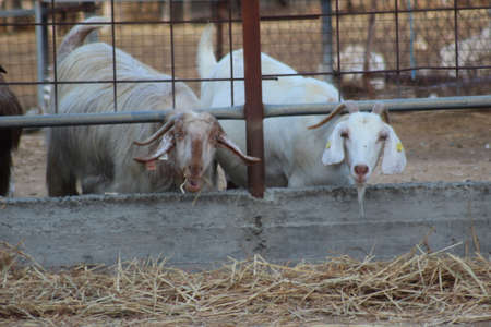 Goat farmの写真素材