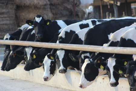 Cow farm in Athienouの写真素材