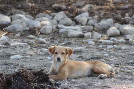 The lonely dog