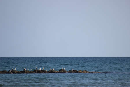 Seagulls on the rocksの写真素材