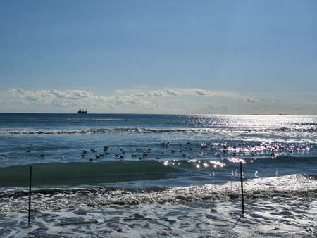Seagulls laying on the seaの写真素材