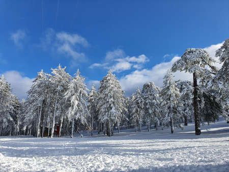 White beauty on Troodos mountainsの写真素材