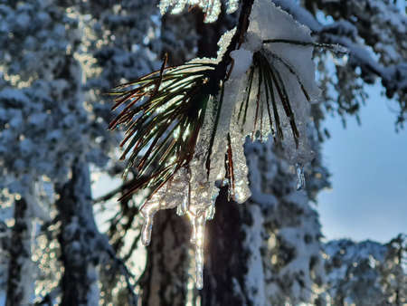 Ice stalactites on treesの写真素材