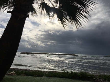 Palm tree by the seaの写真素材