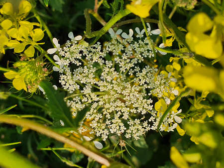 The wold flowers of spring