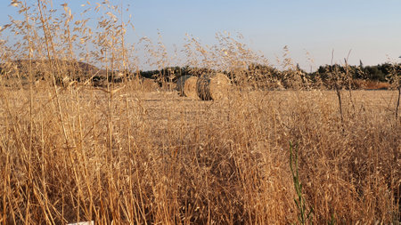 Rural landscape with dry grass and hay bales in the foregroundの写真素材