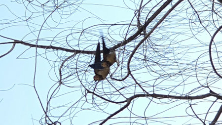 Bat hanging on the branches of a tree in the city park.の写真素材