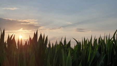 Sunset over a corn field with green leaves in the foreground.の写真素材