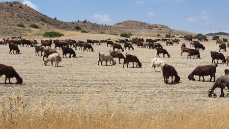 Herd of cattle grazing in the prairie of the Sierra Nevadaの写真素材