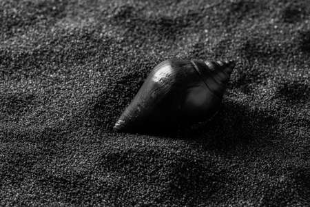  Black shell on a black sand background. Black designの写真素材