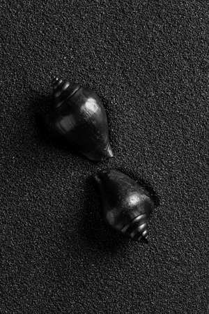 Black shell on a black sand background. Black design.