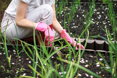 A young pretty girl in a shawl and rubber gloves is planting onions in her backyard garden on a Sunny summer day. High quality photoの写真素材
