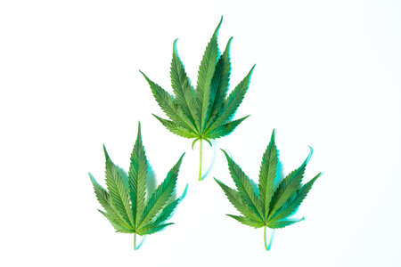 Hemp or cannabis leaves on white studio background, top view. Medical marijuanaの写真素材