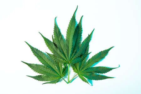 Hemp or medical marijuana leaves on white studio background in neon light, top viewの写真素材