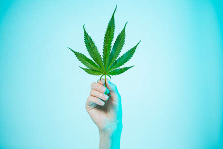 Female hand holding green hemp or cannabis leaf in neon studio light on blue background with copy spaceの写真素材
