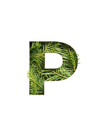 Letter P of English alphabet of natural spruce tree needles and paper cut isolated on white. Typeface from fir twigsの写真素材