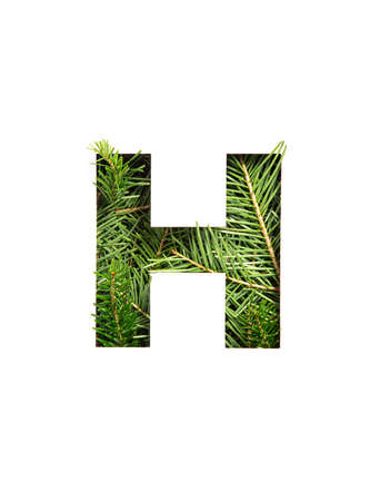 Letter H of English alphabet of natural evergreen spruce tree needles and paper cut isolated on white. Typeface of firの写真素材