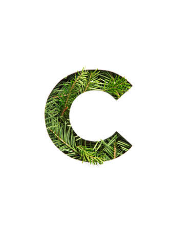 Letter C of English alphabet of natural evergreen spruce tree needles and paper cut isolated on white. Typeface of firの写真素材
