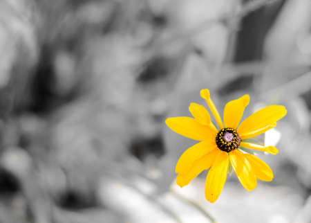 Detail of Purple Echinacea isolated with bee on white background.の写真素材