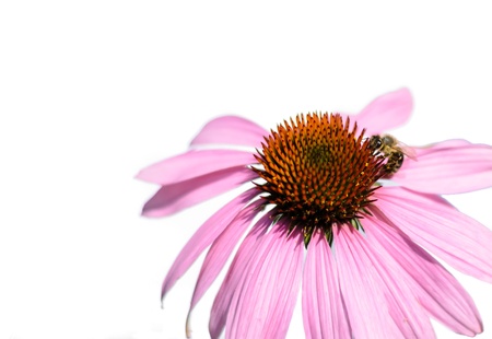 Detail of Purple Echinacea isolated with bee on white background  Used as  medicines that boost immunity の写真素材