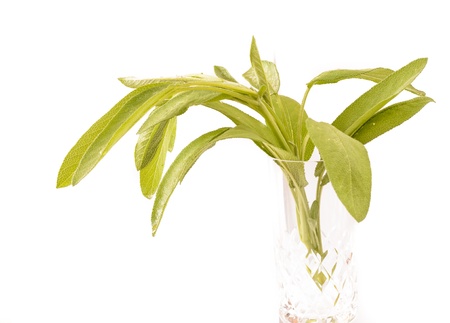 Salvia officinalis Linnéの写真素材