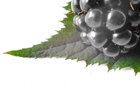 Marco detail of blackberries isolated on white bacground の写真素材