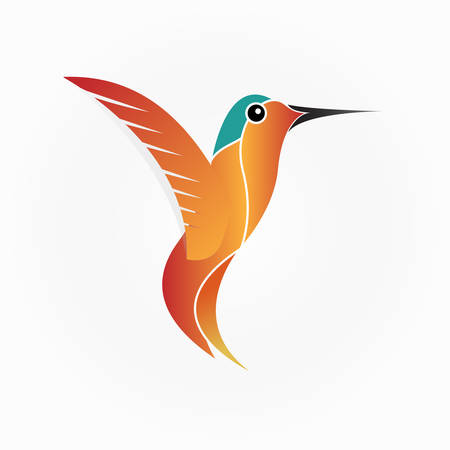 Hummingbird - vector illustrationのイラスト素材