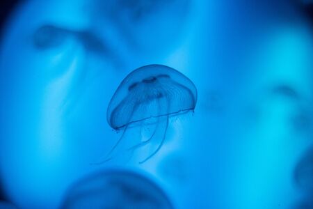 Beautiful jellyfish floating underwaterの写真素材