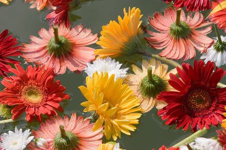 Multicoloured Gerbera Daisiesの写真素材