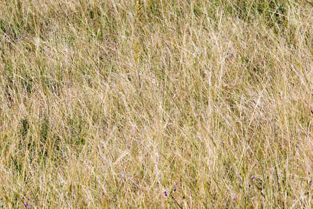 Grass on the mountainの写真素材
