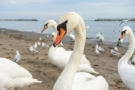 Swans by the seaの写真素材