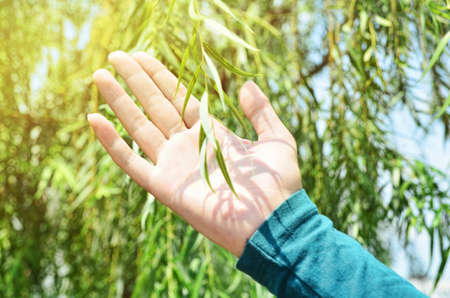 Hand touching leavesの写真素材