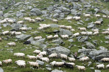 Sheep feasting grass between mountain rocksの写真素材